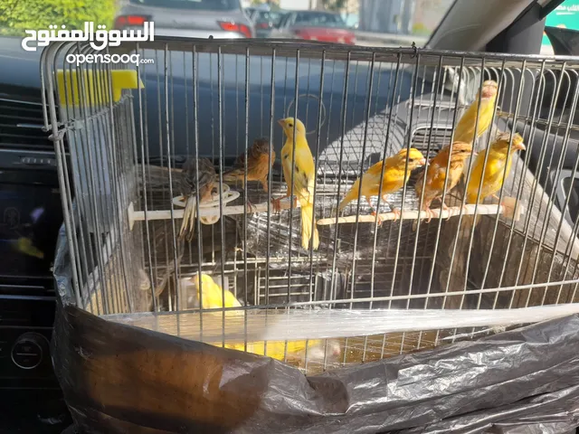 مخاليف للبيع