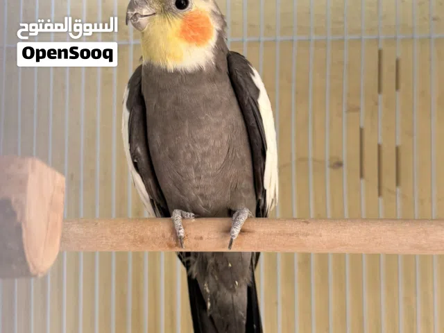 كوكتيل ذكر للبيع