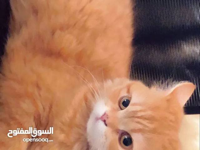 قطة شيرازية برتقالية عمرها من 6-7 شهور