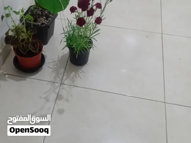 80 m2 2 Bedrooms Apartments for Rent in Amman Marka
