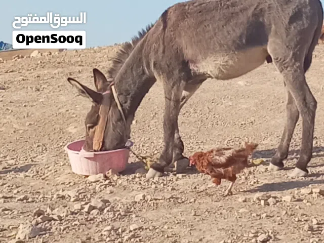 حمار للبيع عاقل ركوب عراباي عتبك عذراعك