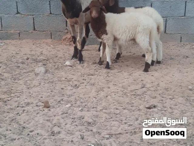نعجة متاومة