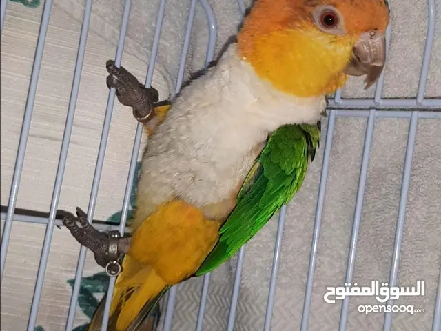 caique..female 2year