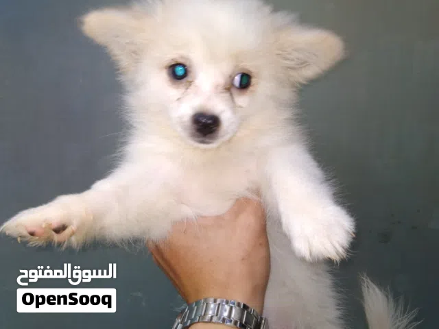 لولو فرنساوي