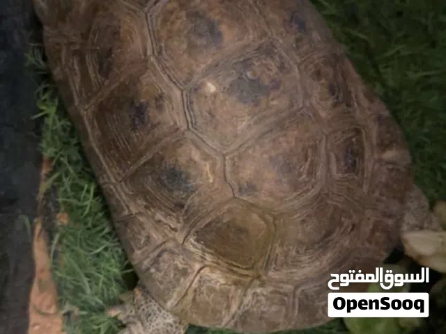 سلاحف بريه أليفه