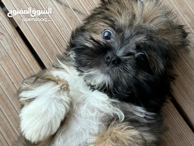 vaccinated Pure 3-month-old Shih Tzu puppies with dog essentials
