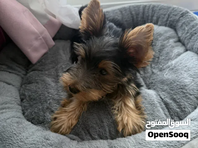Purebred Yorkshire Terrier Puppy – 4 Months – Vaccinated & Microchipped