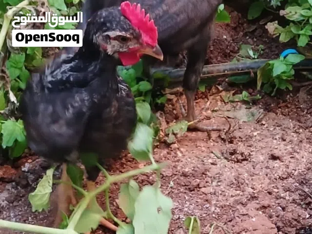 ديوك بلدي عمر شهرين بصحه ممتازه الديك ب4دنانير والأربعه ب15