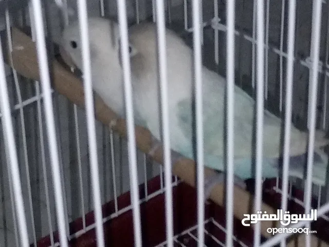 كوبيا فشر ربي ايبارك