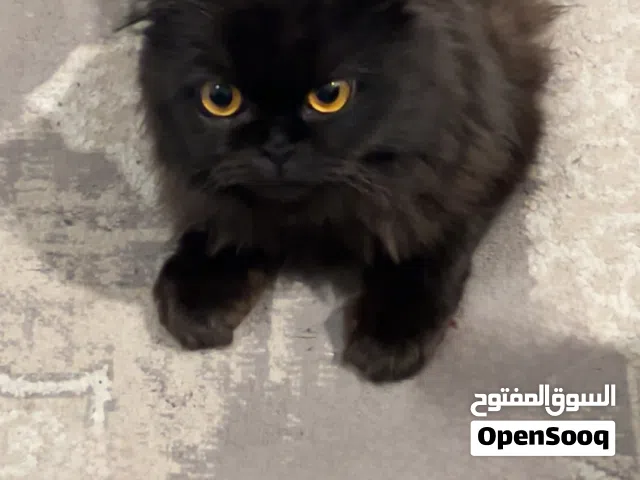 قط سكوتش فولد نثيه
