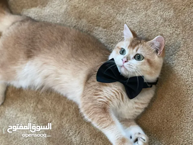 ذكر برتش جولدن NY 11 للتزاوج For mating only