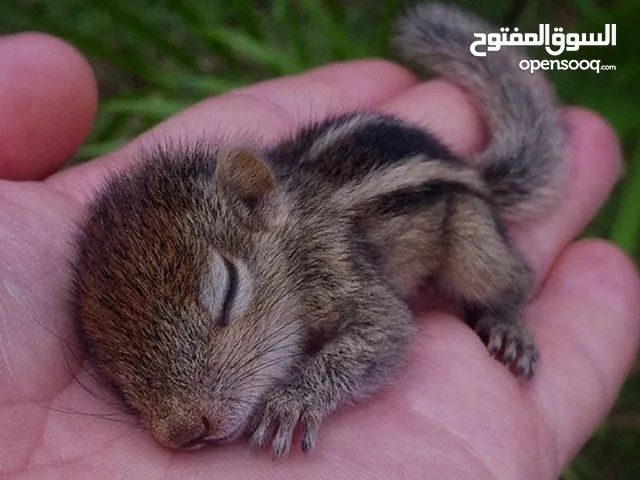 سنجاب جميل وراء للبيع صغير الحجم موجود لأن شوف الوصف