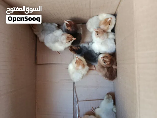 كتكوت وان دوات