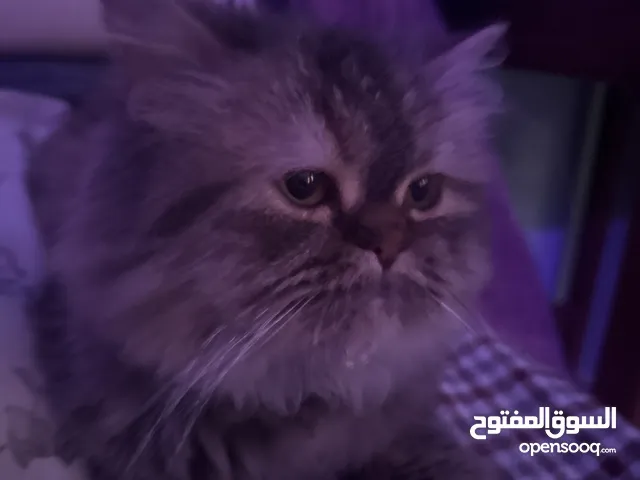 للبيع سعرك طيب تعال اخذها اليفه