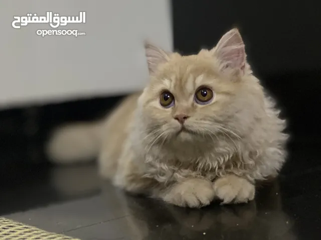 دمه شيرازي