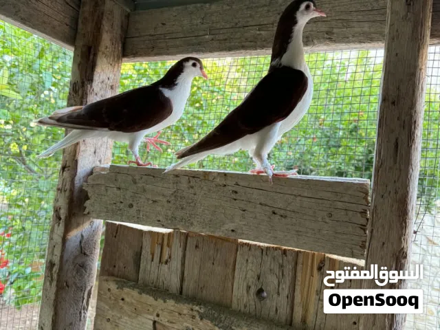 جوز لاهور حلوات نخب أول السعر 17 دينار