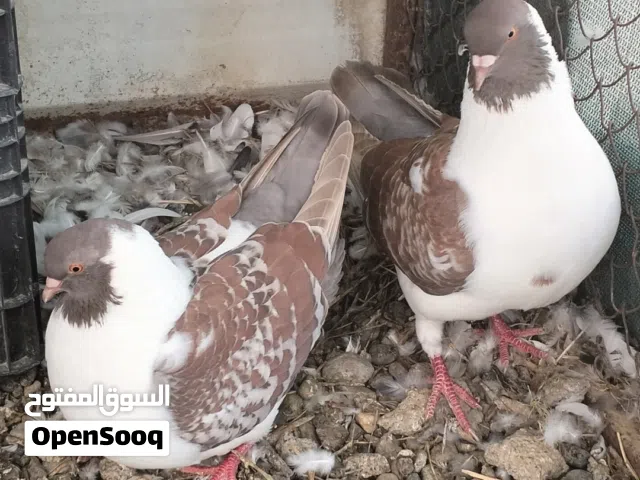 زوج مدينة مكتف وحمام عاديات للبيع