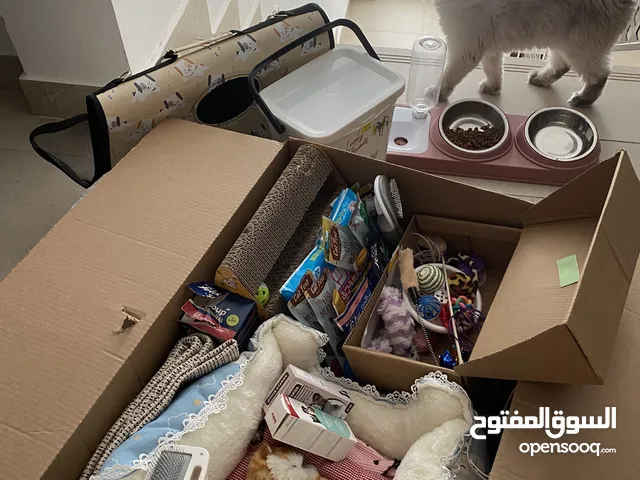 قطة أليفه جداً ومناسبه للأطفال