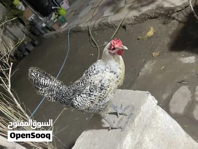 دجاجه فيومي للبيع اقرا الوصف