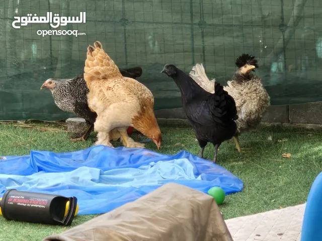 4 دجاجات نوادر للبيع ومنهم بدأ يبيض (براهما عملاق، اندونيسي، هولندي، فرنسي)