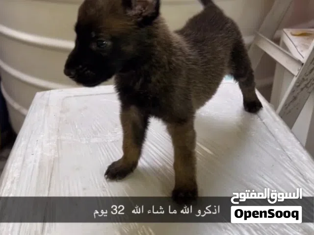 Belgian malinois