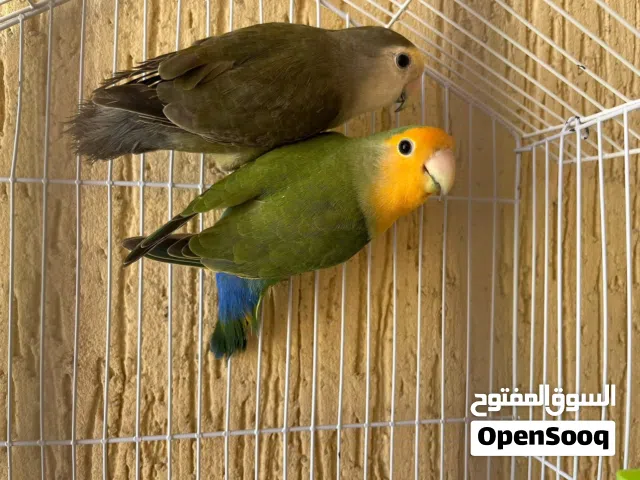 كوبيه للبيع كوبيه ربي يبارك