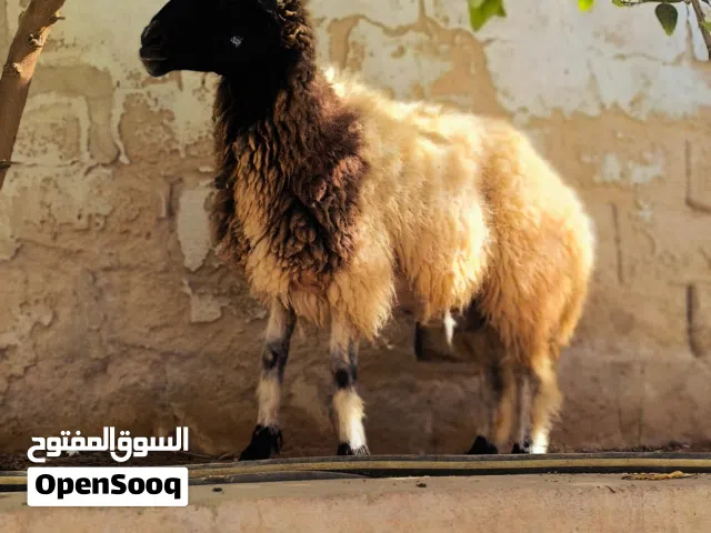 حولي تبارك الرحمان  قابل للنقاش