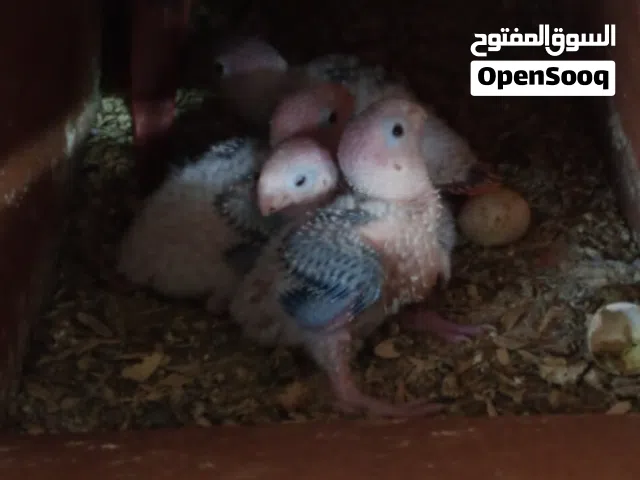 للبيع فروخ كنيور for sale conure chicks