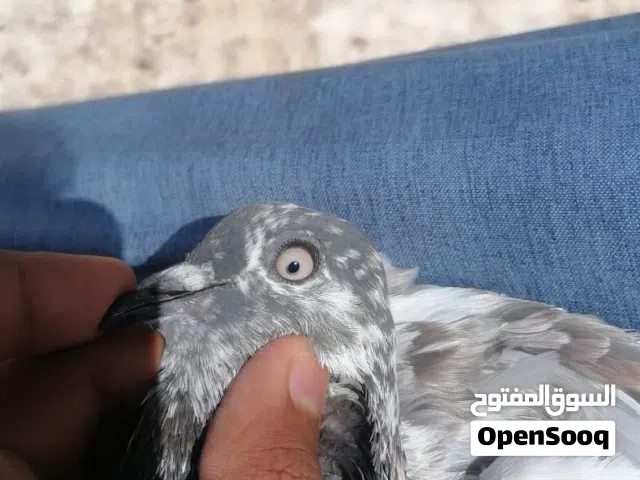 للبيع أنثى شابرا