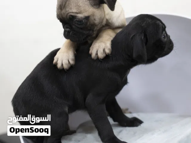 ......pugPUG