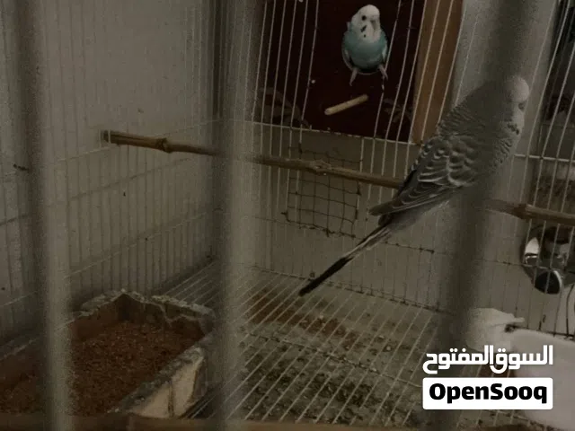 زوج طيور حب