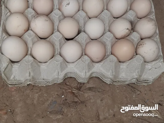 متوفر بيض دجاج عربي غليظ سلالة ممتازة ، تجميع جديد،المكان سوق الجمعة