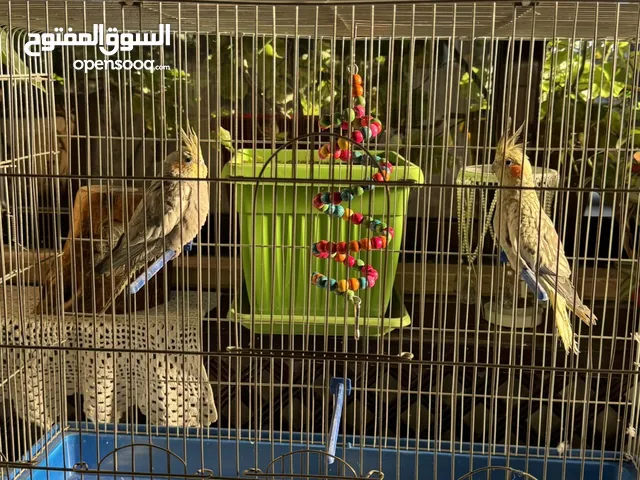 ببغاء كوكتيل عدد 2