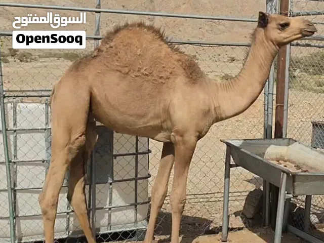 للبيع قعود من سلاله طيبه