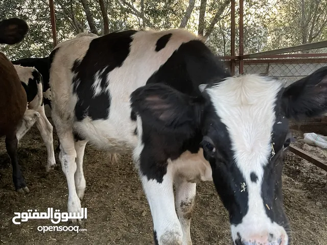 عجول للبيع