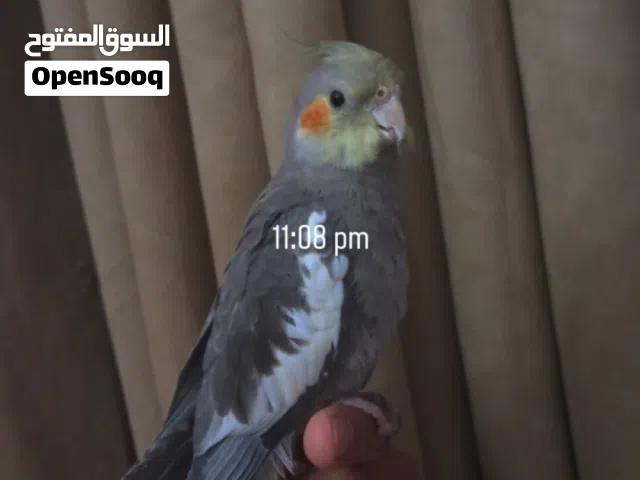 كوكتيل مروض نص ترويض