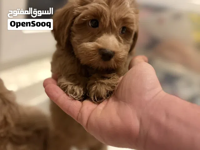 Maltipo  puppies very high quality