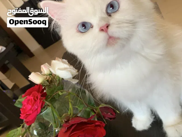 قطه هيمالايا أبيض ثلجي للبيع