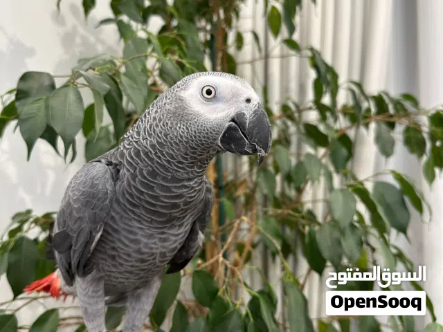 ببغاء كاسكو للبيع – African Grey Parrot
