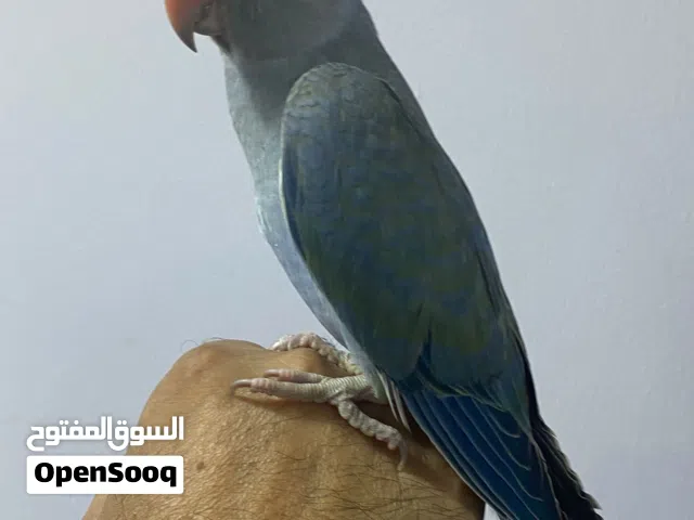 للبيع فروخ متاتو دره    / متاتو أليفه