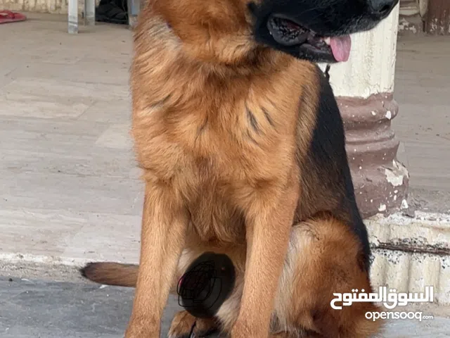 جيرمن شبرد شو لاين