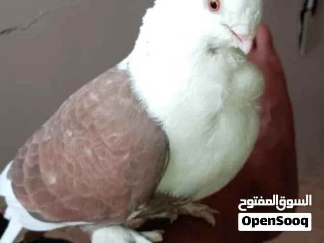 مطلوب حمام للبيع - الانواع - عربي - بولندي - قلابات درجه اولى او ثانيه