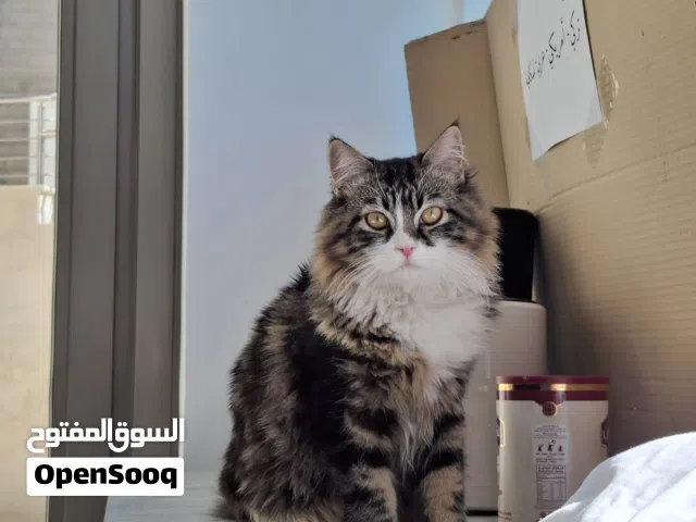 قط ذكر شانشيلا من أرقى السلالة طالب تزاوج اللي بدو يزوج القطه تبعو يتواصل معي