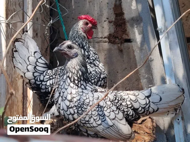 جاج سبرايت اسباني