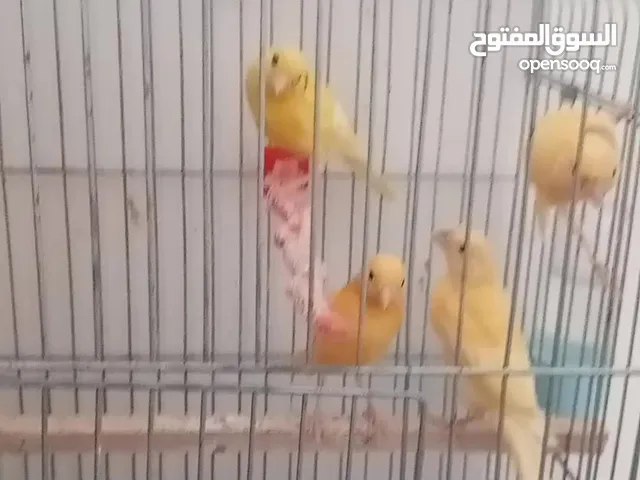 طيور كنار جزري