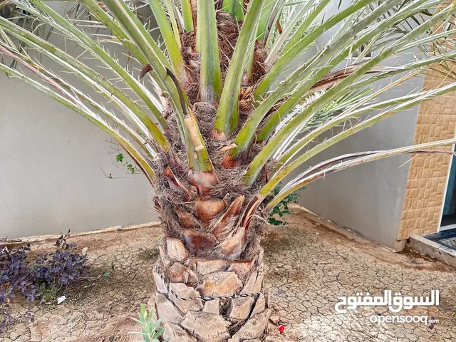 برحي للبيع