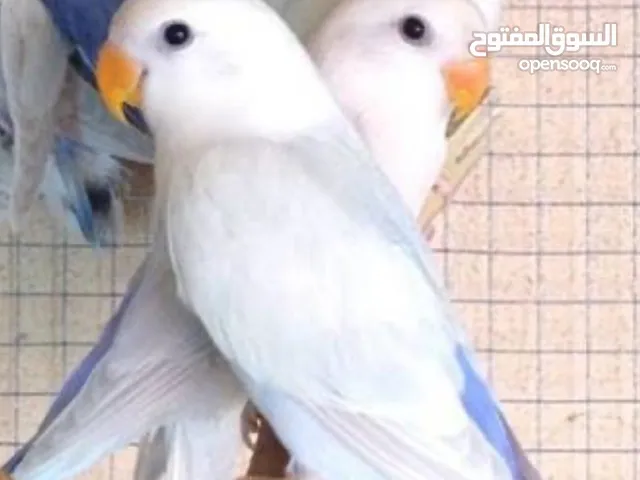 مطلوب زوج الافبير ابرق