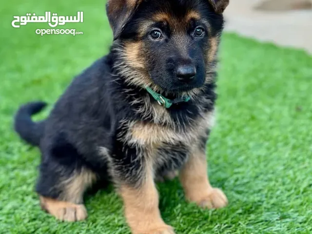 German Shepherd puppies available