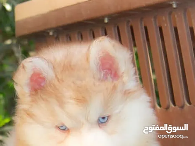 كلاب هاسكي