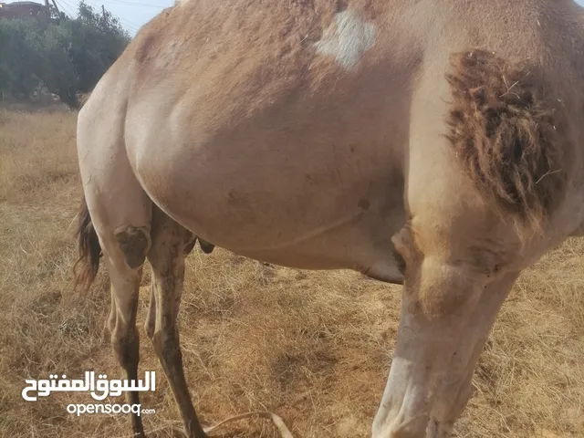 جمل للبيع عين زارة